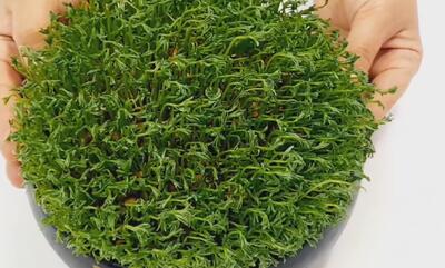  کاشت سبزه عدس در کمتر از ۱۰ روز؛ بهترین روش برای کاشت سبزه عدس