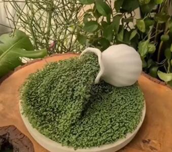  آموزش 4 مدل سبزه سفره هفت سین خاص و خلاقانه | سبزه عیدتو اینجوری درست کن !