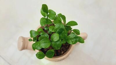  آموزش کاشت سبزه نارنج یکی از زیباترین سبزه ها برای عید نوروز (۱۶ روزه)