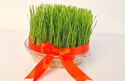  آموزش کاشت سبزه گندم برای سفره هفت سین | سبزه عید در ۶ روز