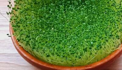  آموزش کاشت سبزه چیا، سبزه ای شگفت انگیز و پرخاصیت / ۵ روزه آماده میشه !