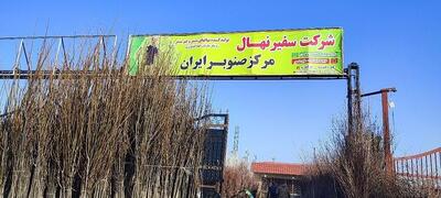  آغاز جشنواره فروش نهال یارانه ای، نهال صنوبر نیگرا از 6 هزارتومان و انواع نهال میوه مقاوم به کم آبی فقط 38 هزارتومان!