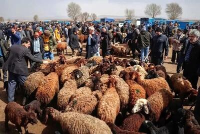  کاهش قیمت دام زنده/ گوشت قرمز ارزان می‌شود؟