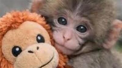  پانچ کوچک دل دنیا را لرزاند+ فیلم