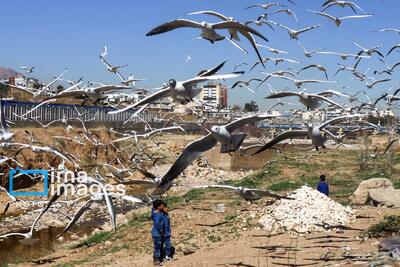  تصاویر: کاکایی‌ها؛ میهمان رودخانه «خشک» شیراز