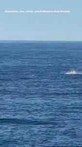  ببینید؛ دلفینی که روی دمش راه می رود!