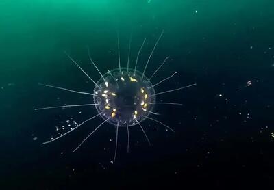  شانه‌داران؛ دایناسورهای ژلاتینی با ظاهری فضایی!