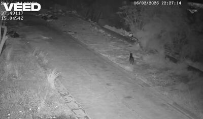  سوءاستفاده عجیب از سگ