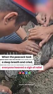  نجات یک طاووس پس از برق گرفتگی