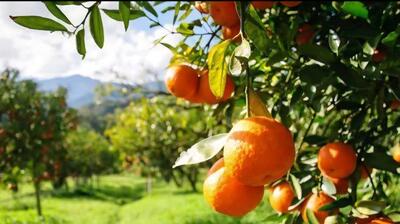  شناسنامه دار شدن بیش از ۱۷۰۰ هکتار از باغات میاندورود / حرکت به سوی کشاورزی نوین و هوشمند