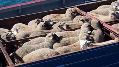  قیمت جدید دام زنده در بازار