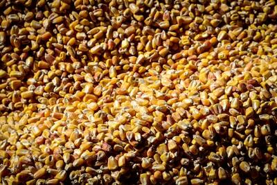  بازار نهاده‌ها وارد فاز پرتنش شد؛ نرخ ارز مبنا به ۱۳۵ هزار تومان رسید