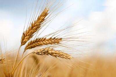  کف قیمت خرید تضمینی گندم برای سال جدید کیلویی چند؟