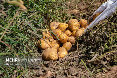  ورود سیب زمینی و پیاز به کالابرگ از ۱۵ اسفند