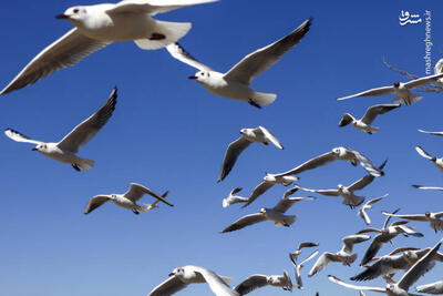  عکس/  کاکایی‌ها  میهمان رودخانه خشک شیراز