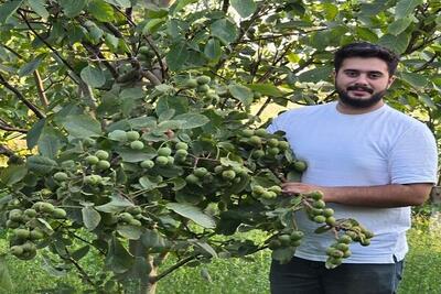  نهال گردو و بادام دیرگل یارانه ای توسط نهالستان نارون کشت