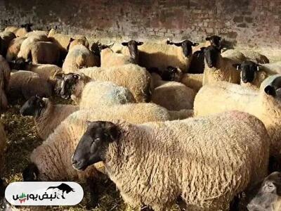  قیمت دام زنده امروز ۲ اسفند ۱۴۰۴