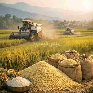  رکوردشکنی در برداشت برنج ایرانی؛پیش‌ بینی آینده بازار امروز شنبه ۲ اسفند ۱۴۰۴)
