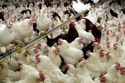  ابزار جدید دولت برای نجات نقدینگی دامداران و مرغداران