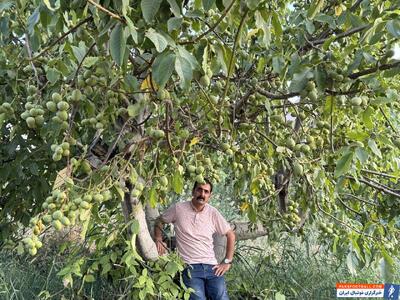  عرضه نهال گردو ژنوتیپ که سرما را شکست داد، قیمت فقط 90 هزارتومان!