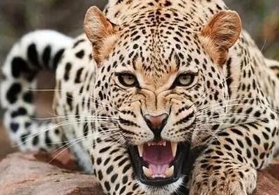  لحظه ماهیگیری پلنگ از آب گل آلود + فیلم