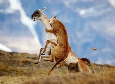  شاهکارهای عکاسی طبیعت که به مرحلۀ نهایی جایزه عکاسی سونی راه پیدا کردند + عکس