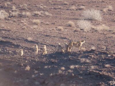  هلیا و توله‌هایش؛ نشانه‌ای از امید در حیات‌وحش ایران