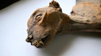  وقتی مومیایی‌ ها سخن گفتند؛ افشای راز ژنتیکی یوزهای تاریخی