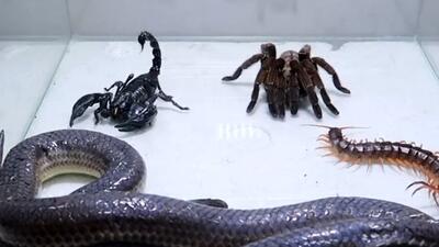  فیلم نبرد نفس گیر مار و عقرب سیاه؛ راز بقا با صحنه های مهیج حیات وحش