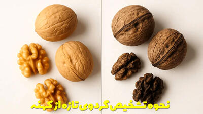 از کجا بفهمیم گردو تازه است یا کهنه؟ رازهایی که فروشنده‌ها نمی‌ گویند