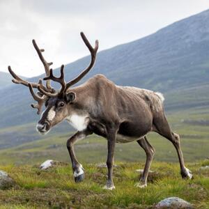  از شکار حواصیل تا ابهت گوزن شمالی