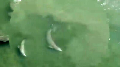  فیلم تکنیک عجیب دلفین ها برای شکار ماهی