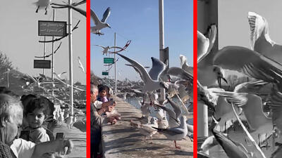  فیلم حضور چشم گیر مرغ های دریایی در شهر شیراز