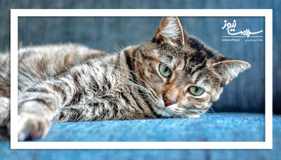  گربه‌ها سرنخ‌های ژنتیکی تازه‌ای برای درمان سرطان ارائه می‌دهند