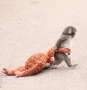  میمون کوچک بی سرپرست و عروسکش سوژه داغ فضای مجازی + فیلم - سلام نو
