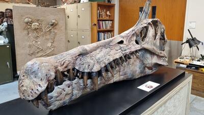  کشف گونه جدید دایناسور با تاج شمشیرمانند در صحرای آفریقا