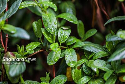  پیش‌بینی بارش نرمال در بهار ۱۴۰۵| احتمال کاهش بارندگی از اردیبهشت + فیلم