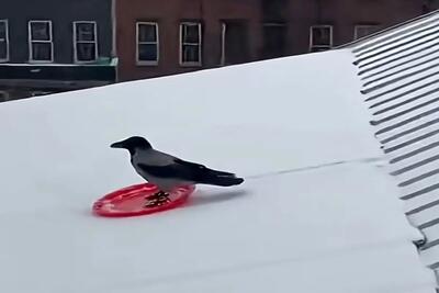  معماری طبیعت؛ فک کنم این کلاغه آدمه الکی ادا درمیاره بشقاب گذاشته زیرش اسکی سواری کنه