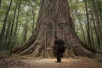  معماری خلاقانه؛ تنه ی درخت چندین هزار ساله رو تخلیه کرد خونه ی هابیل قابیل ساخت توش