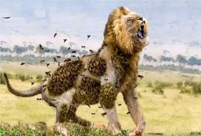  مستند حیات وحش؛ گراز مریض اعصاب روانه زنبور میندازه به جون شیر