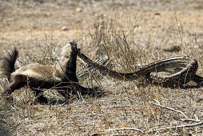  مستند حیات وحش؛ گورکن و مار پیتون دو دشمن بالفطره