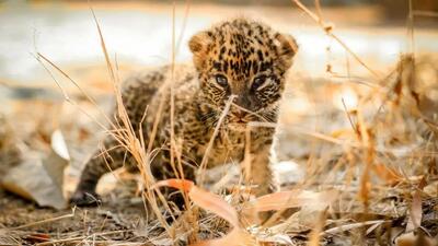  مستند حیات وحش؛ ماده پلنگ سیاه دل بچه فلجش رو رها کرد رفت دنبال عیاشی خودش