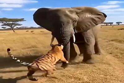  معماری طبیعت؛ ببر خریت کرد