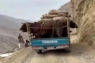  معماری طبیعت؛ گاوها سر خل بازی راننده تلف شدن