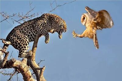  مستند حیات وحش؛ انتقام جغد از یوزپلنگ