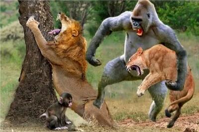  مستند حیات وحش؛ گوریل قوی شیر گرفت به باد کتک