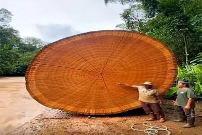  معماری خلاقانه؛ داخل تنه ی درخت رها شده کنار رود رستوران ساختن فوق رویایی