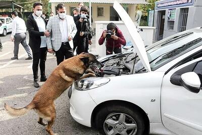 بیش از ۸ درصد کشفیات مواد مخدر کشور توسط سگ مواد یاب انجام می‌شود