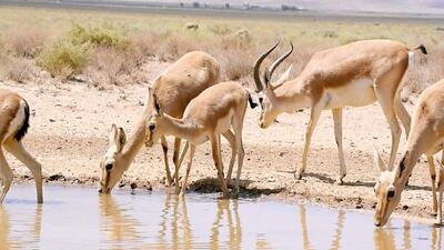  احیای آهو در یکی از مهم‌ترین زیستگاه‌های جنوب کشور