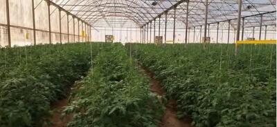  آمادگی واگذاری چهار مجتمع گلخانه‌ای در ایلام به بخش خصوصی